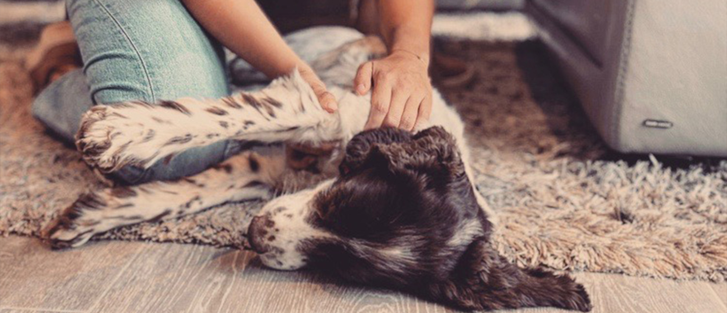 Chiropracteur pour animaux